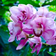 Фестиваль орхидей, хищных растений и суккулентов «Тропическая зима» 2019/20 фотографии