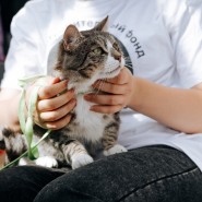 Выставка-пристройство «Возьми котика из приюта» 2021 фотографии