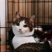 Фото: fund4dogs.ru