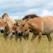Выставка «Лошадь Пржевальского: последняя дикая лошадь на Земле» фотографии
