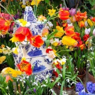 Фото: hortus.msu.ru