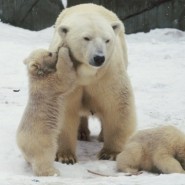 «День белого медведя» в Московском зоопарке 2016 фотографии