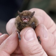 Фото: darwinmuseum.ru