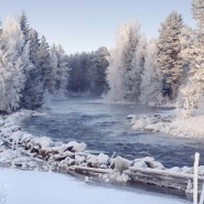 Выставка «Дикая природа России» 2019/2020 фотографии