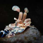 Фото: darwinmuseum.ru