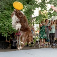 Фестиваль «Breed`s day» 2019 фотографии