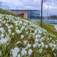Проект «Волны цветения» в парке «Зарядье» 2022 фотографии