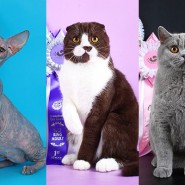 Международная выставка кошек «Мистер Кот» в Сокольниках» 2017 фотографии