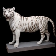Фото: darwinmuseum.ru