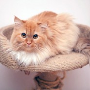 Выставка кошек «Половинки» фотографии