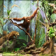 «День древнего человека» в Дарвиновском музее фотографии