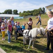 Экскурсии на ферму миниатюрных лошадок и мини-зоопарк фотографии