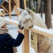 Новый год 2026 в Альпака Парке Сокольники фотографии