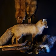Фото: darwinmuseum.ru
