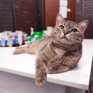 Выставка кошек в добрые руки «Неслучайная встреча» фотографии