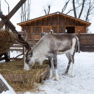 «Дни зимнего уюта» на «Городской ферме» ВДНХ 2021 фотографии