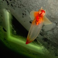 Фото: darwinmuseum.ru