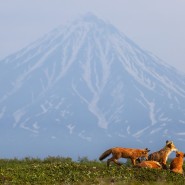 Выставка «Камчатка. Рассказ в лисах» фотографии