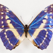 Фото: darwinmuseum.ru