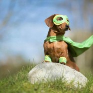 Фестиваль «Мой пес – супергерой!» 2020 фотографии