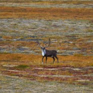 Фото: darwinmuseum.ru