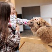 Бесплатный вход для детей в «Альпака Парк» на весенние каникулы 2026 фотографии
