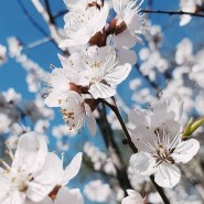 Весенний фестиваль цветов в «Аптекарском огороде» 2021 фотографии