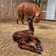 В «Альпака Парке» родился малыш альпака! фотографии
