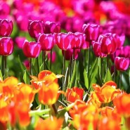 Весенний фестиваль цветов в «Аптекарском огороде» 2021 фотографии