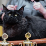 Международная выставка кошек «У Лукоморья» в ТРЦ «Гагаринский» 2022 фотографии
