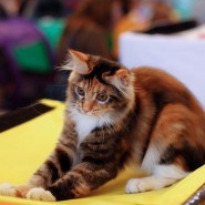 Выставка кошек «РосКошная осень» фотографии