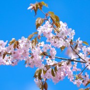 Праздник цветения сакуры в Бирюлёвском дендропарке 2023 фотографии