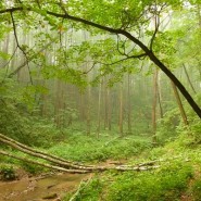 Парк «Битцевский лес» фотографии