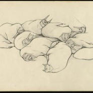 Фото: darwinmuseum.ru