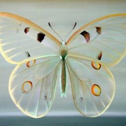 Фото: belyaevo.vzmoscow.ru