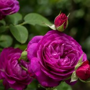 Выставка роз в «Аптекарском огороде» 2023 фотографии