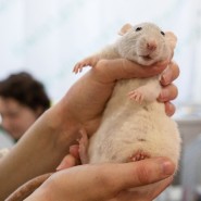 Фото: pets.rayfund.ru