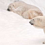 День полярного медведя в Московском зоопарке 2019 фотографии