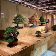 Выставка японских бонсай «Искусство бонсай» фотографии