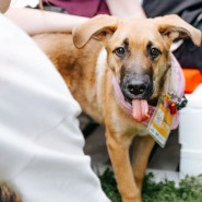Фото: fund4dogs.ru