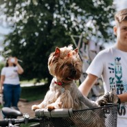 Фестиваль «Собаки, друзья и человеки» 2023 фотографии