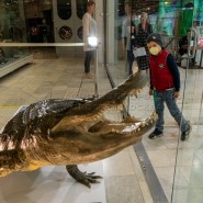 Праздник «Приключения одного аллигатора» 2021 фотографии