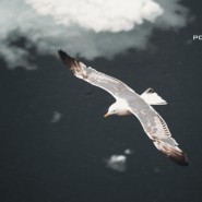 Выставка «Притяжение Арктики» фотографии