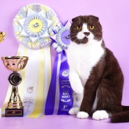 Выставка-продажа котят «КоШарики Шоу» фотографии