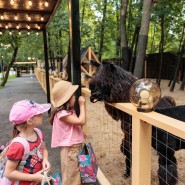 Бесплатный вход для детей в «Альпака Парк» на весенние каникулы 2026 фотографии