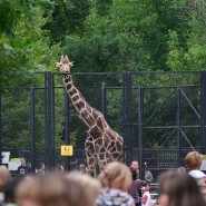 День города в Московском зоопарке 2017 фотографии