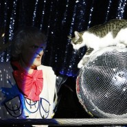 Театр кошек Куклачева фотографии