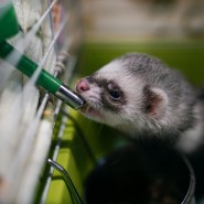 Фото: pets.rayfund.ru