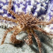 Фото: darwinmuseum.ru