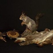 Фото: darwinmuseum.ru